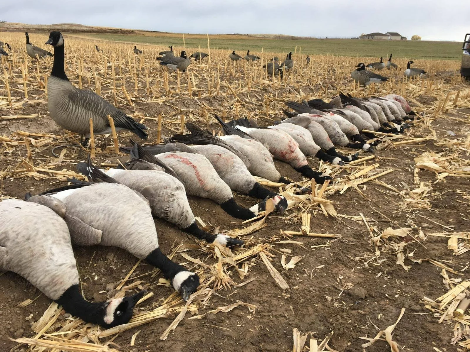 Canada goose logo sales kit